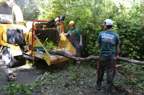 tree services Fresno